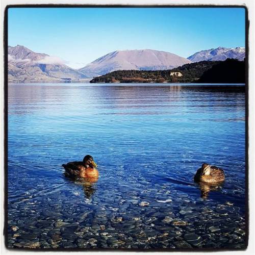 Even the ducks weren&rsquo;t very sociable&hellip; #oamarusteampunkroadtrp #wakatipu #newzealand (a