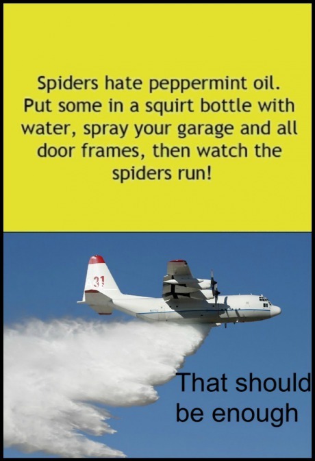 9gag:  Here is a tip to rid yourself of spiders 