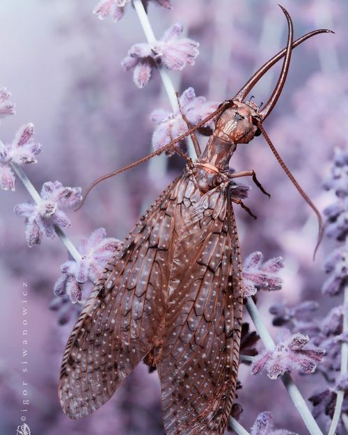 While female dobsonflies are magnificent, males really have something special in their enormous sick