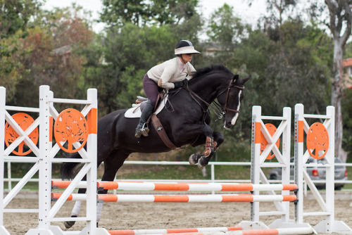 lifelongequestrian:Hero schooling at home