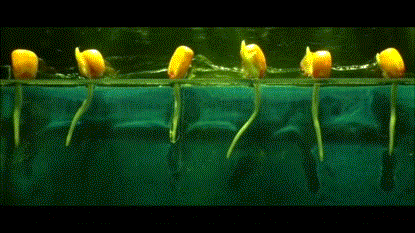 logikblok-science:Plants Growth & Development - Upwards & Downwards The gifs above visualise