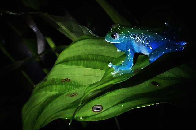 aesthesiamag: Glass Frog Looks Like a Glowing Constellation in the Rainforest The