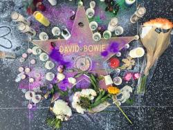 socaleveryday:  david bowie’s star on the walk of fame at hollywood and highland this morning. a true rebel who not only really couldn’t be bothered with whatever people thought of him, but was a pioneer and paved the way for other musicians with