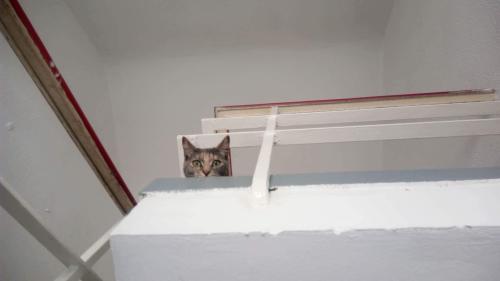 constantcaturday: My girlfriend sent me this after I left for work today; I don’t think Cat trusts h