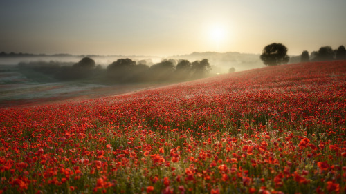 floralls:For England (by Russ Barnes Photography)