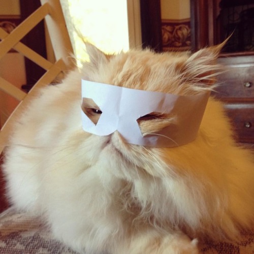 lucifurfluffypants:Masked Crusader #fluffypantsdaily #supercat #cat #persian #catsofinstagram #maske