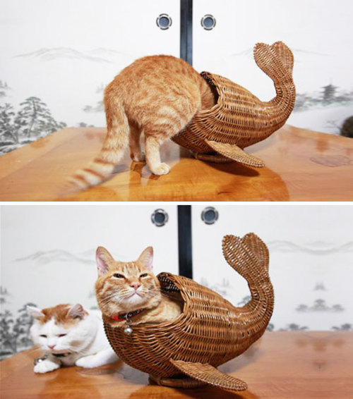 palmist:paigeabendroth:chauvinistsushi:tastefullyoffensive:If It Fits, I Sits [via]Previously: Cats 