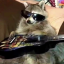 racooninatrashcan