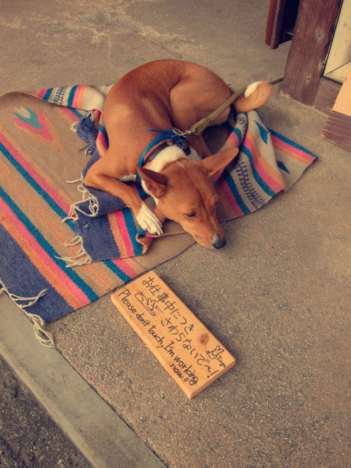 Do not distrurb the working dog! Kamakura, Japan