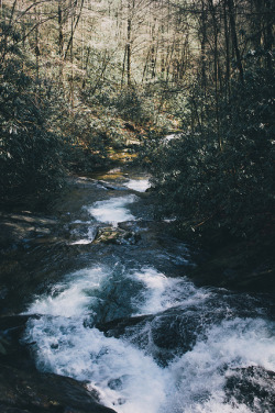 tumhblr:  nature / vintage 