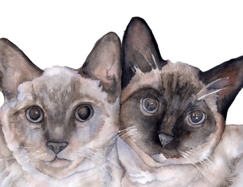 kboyington424 - Because Caturday. Watercolor Portrait by Kate...