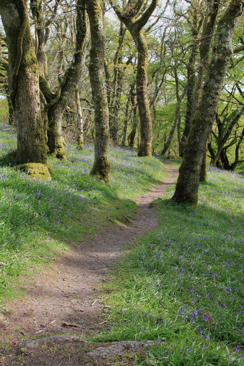 stephenearp: Path through bluebells and oaks. Burrator, Dartmoor.