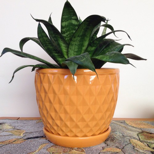 renegade-s - peach coloured pots and bright green indoor plants...