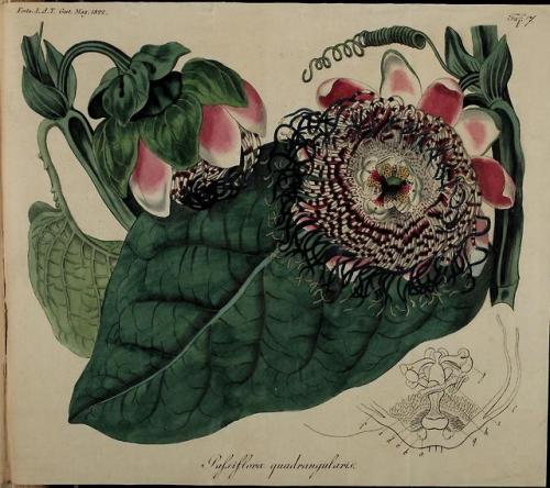 heaveninawildflower: Passionflowers taken from ‘Fortsetzung des Allgemeinen teutschen Garten-M