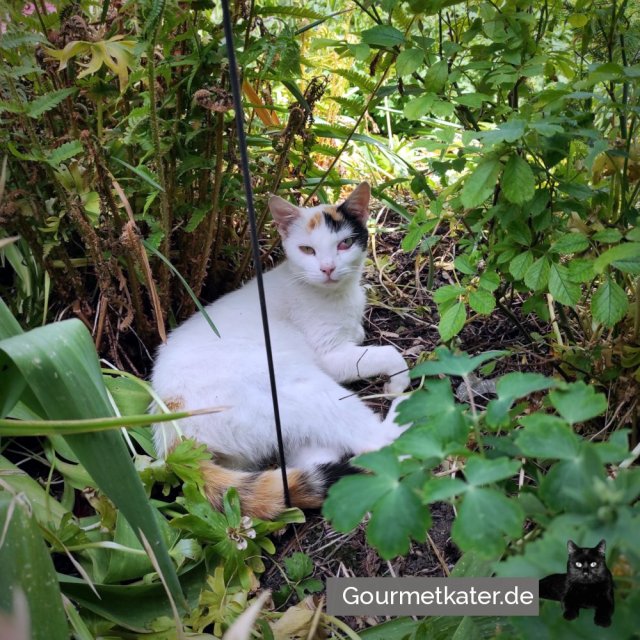 Weiße Katze entspannt im Garten