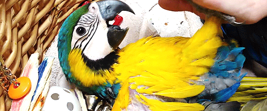tinysaurus-rex:  misscomstock:  [x]   Baby macaws’ dark eyes always catch me off