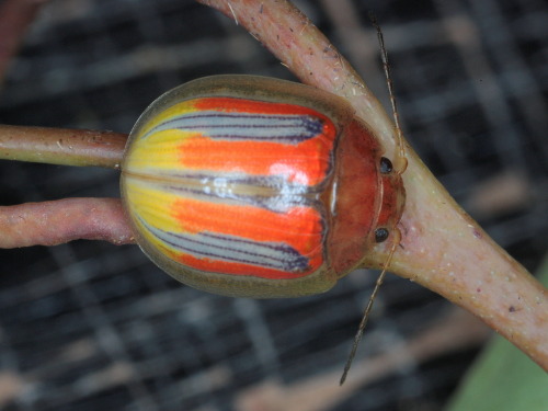 libutron: Leaf beetle - Paropsisterna semivittataParopsisterna semivittata (Coleoptera - Chryso