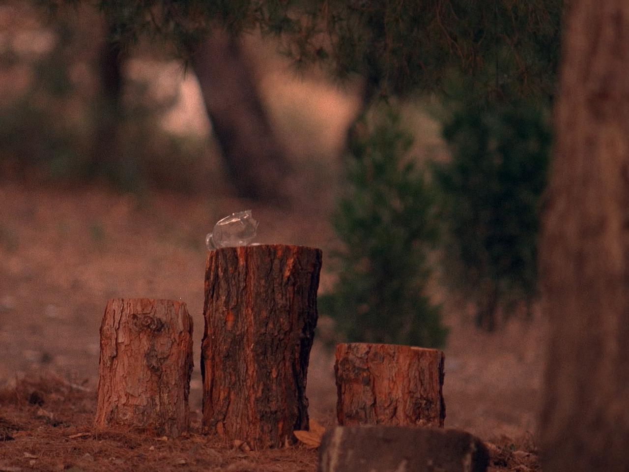 inthedarktrees:  Connection with Laura… unknown.“Zen, or the Skill to Catch a