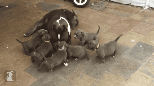 gifsboom: Puppies Swarm Big Brother. [video] porn pictures