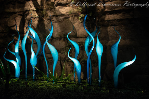 I went to the Biltmore last night to take photos of the Chihuly glasswork they have on display in th