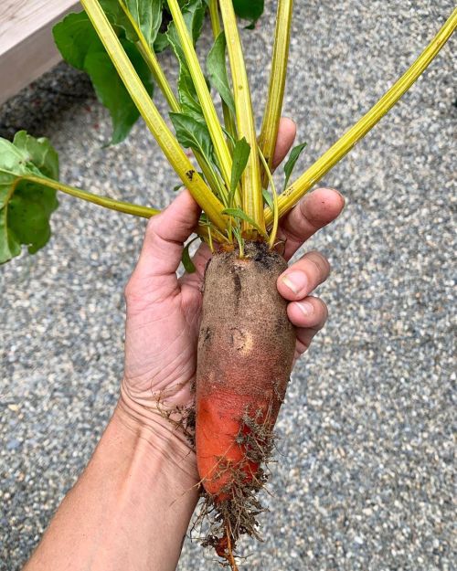 #badgerflamebeets  . .  really really yummy. #vermontgrown #vermontbyvermonters #vermontlife #vermon