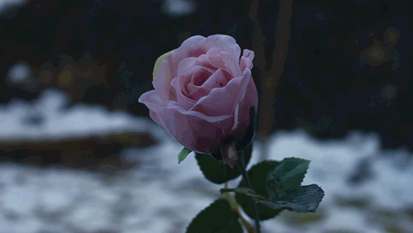 morgana-luna:  Purple aesthetic.