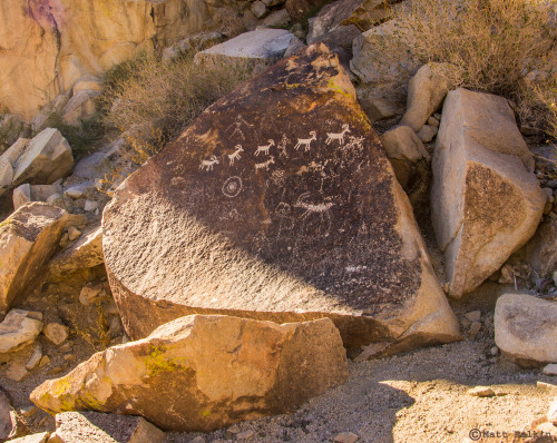 GC Petroglyphs 3, Lake Mead National Recreation Area, NV. Just some happy sheep.