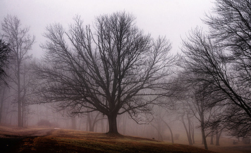 Tree by picturesofyou- on Flickr.