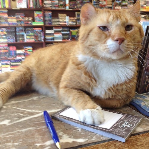 attillathemum:Shelter cat gets second chance and is loving life living in a book store!The Great Cat