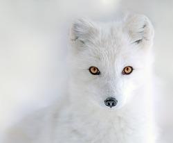 beautiful-wildlife:  Arctic Eyes by Hisham Atallah 