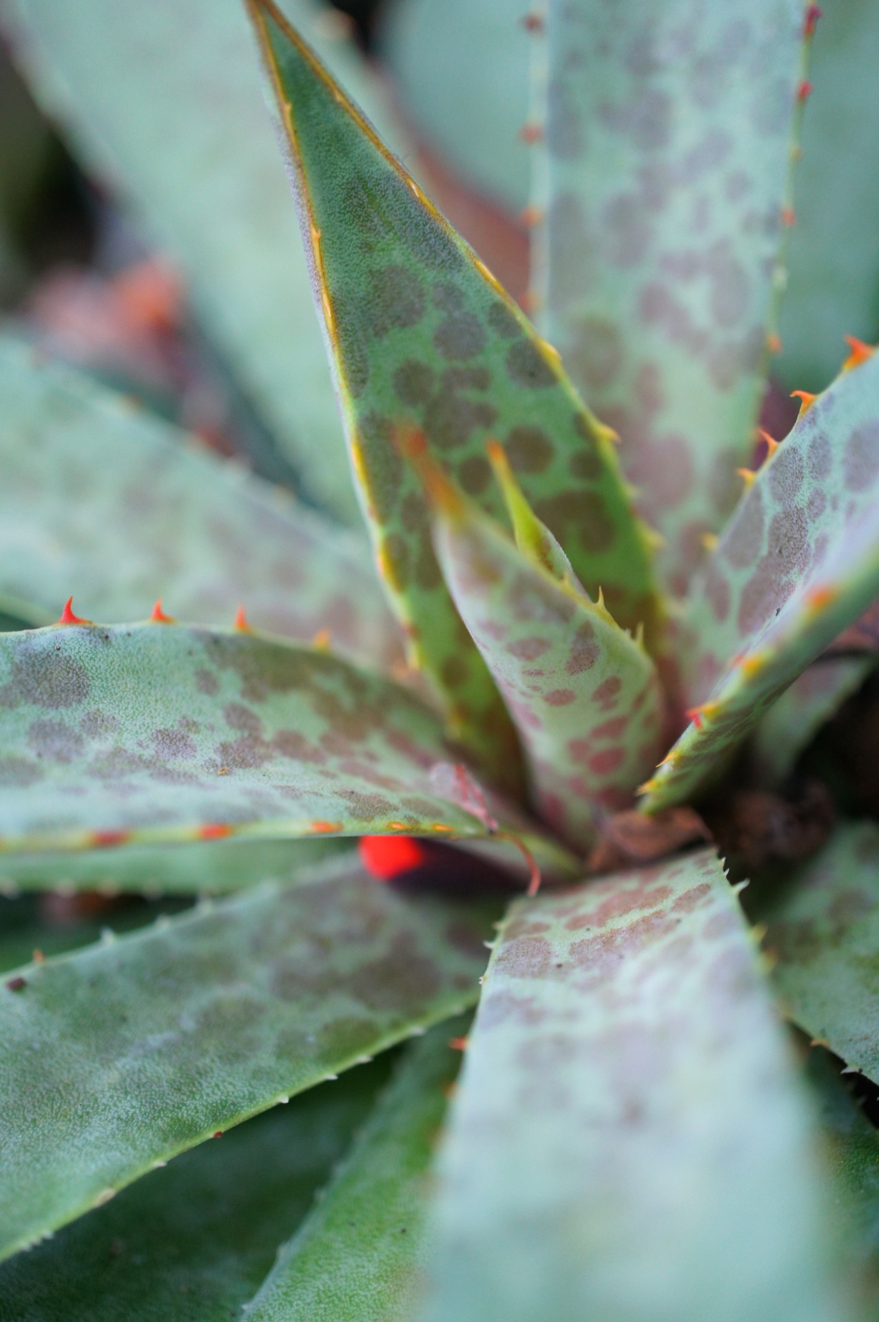 flora-file:  xMangave ‘Bloodspot’ (by flora-file)  This plant is an intergeneric