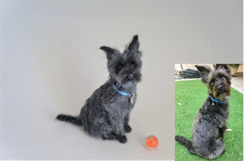 A needle felted version of &ldquo;Moose&rdquo;, a mini #Schnauzer mix.  Dark colored animals are usu