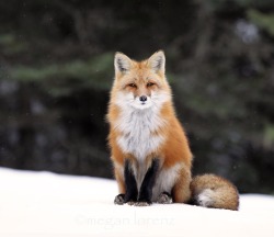 Beautiful-Wildlife:  The Watcher By Megan Lorenz 