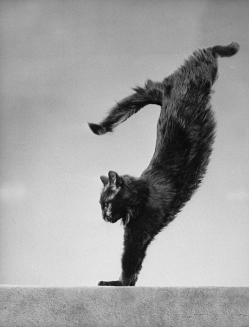 onlyoldphotography:Gjon Mili: Blackie, Gjon Mili’s cat, jumping, 1943