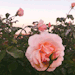 milknhoneyvalley: