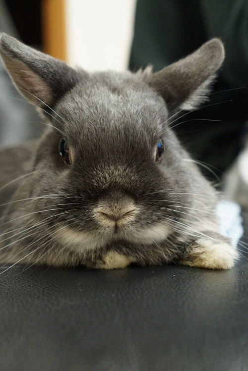 She came home from the rabbit hotel!As a matter of course the house can be relaxed ♡