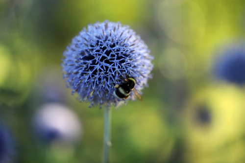 michaelnordeman:Found in the drafts folder: Bumblebees and Blue globe-thistles. Summer, 2020. 