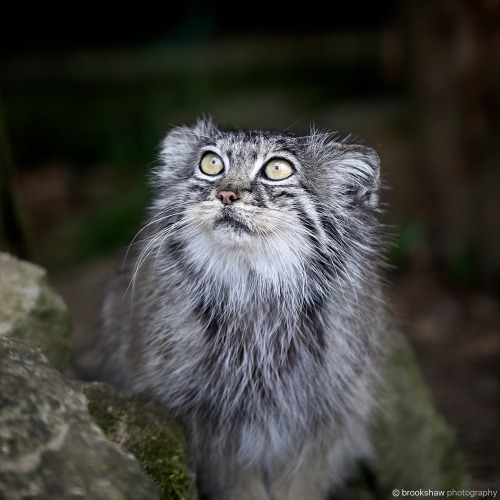 brookshawphotography: A gorgeous Pallas’s Cat named Tula at WHF Big Cat Sanctuary…
