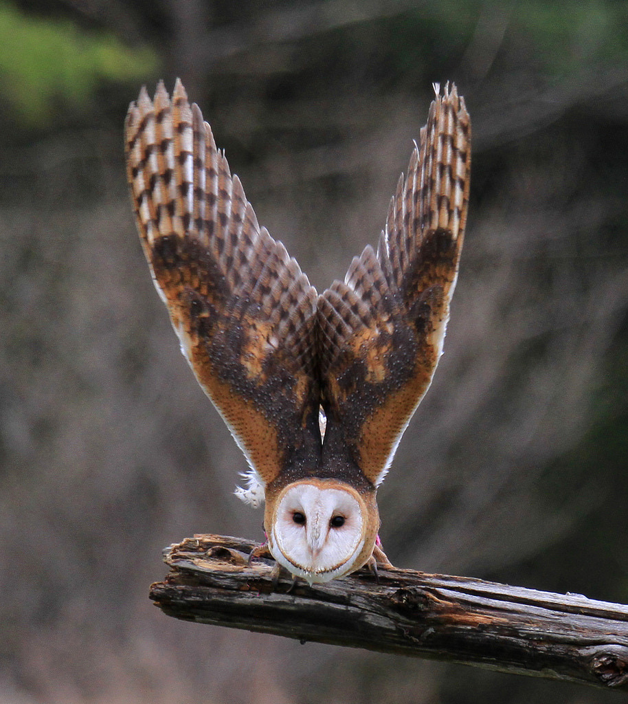 featheroftheowl:  Barn Owl by Canadian Freebird 