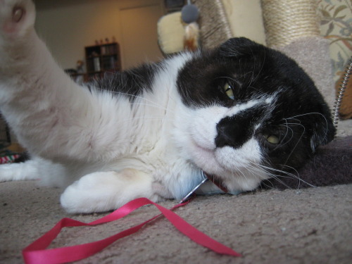 accioharo:Hello my name is Oxford! I’m a six year old Scottish Fold cat who loves to sleep, eat, use