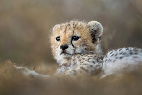 big-catsss:  (by Paul Souders) 
