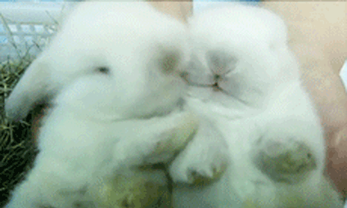 official-cronusampora:I know your day could be going rough, so here’s some buns to cheer you up!!! u