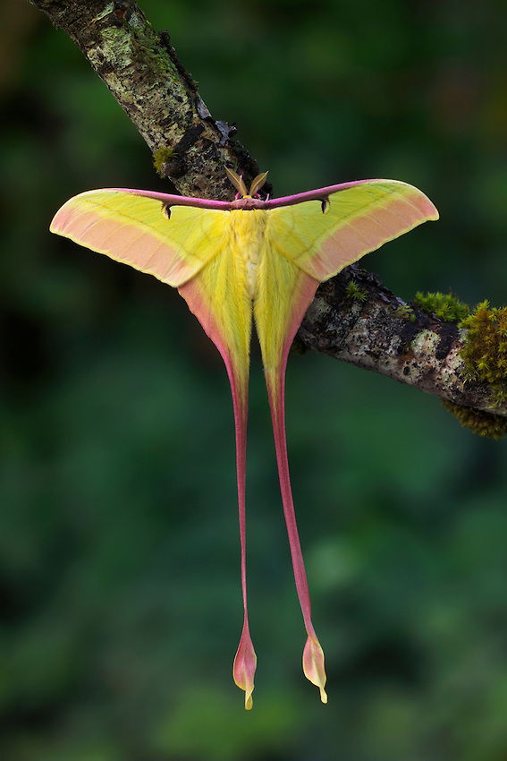 This Spanish moon moth is flaunting his good looks in the handful of days  he has left to live. Unable to eat after emer…