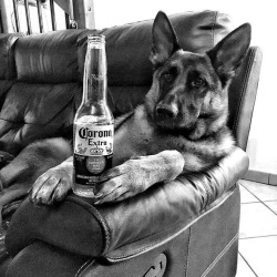 A german shepherd drinking Mexican beer?  lol.  Must have been a really ruff day. 