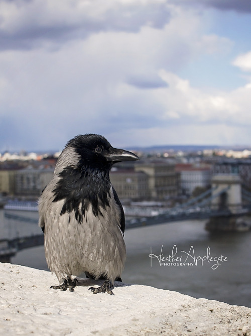 hooded crow. chain bridge. budapestWannabe penguin. Isn’t he cute?