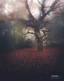 freddie-photography:  A gentle Eerie November