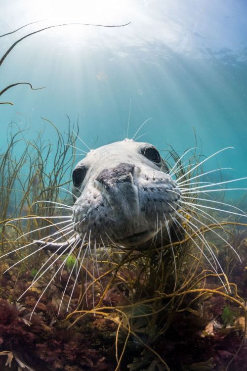 Porn photo bobbycaputo:  The British Underwater Photography