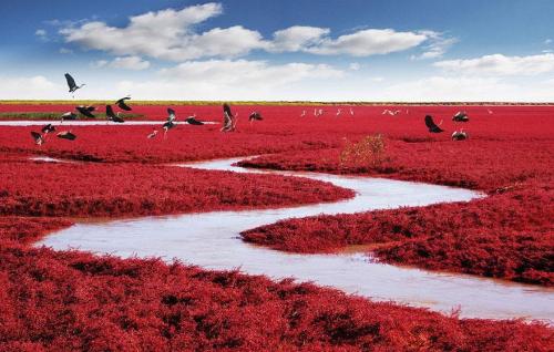 This is the Red Beach “Panjin” located in China. The pictures weren’t edited and a