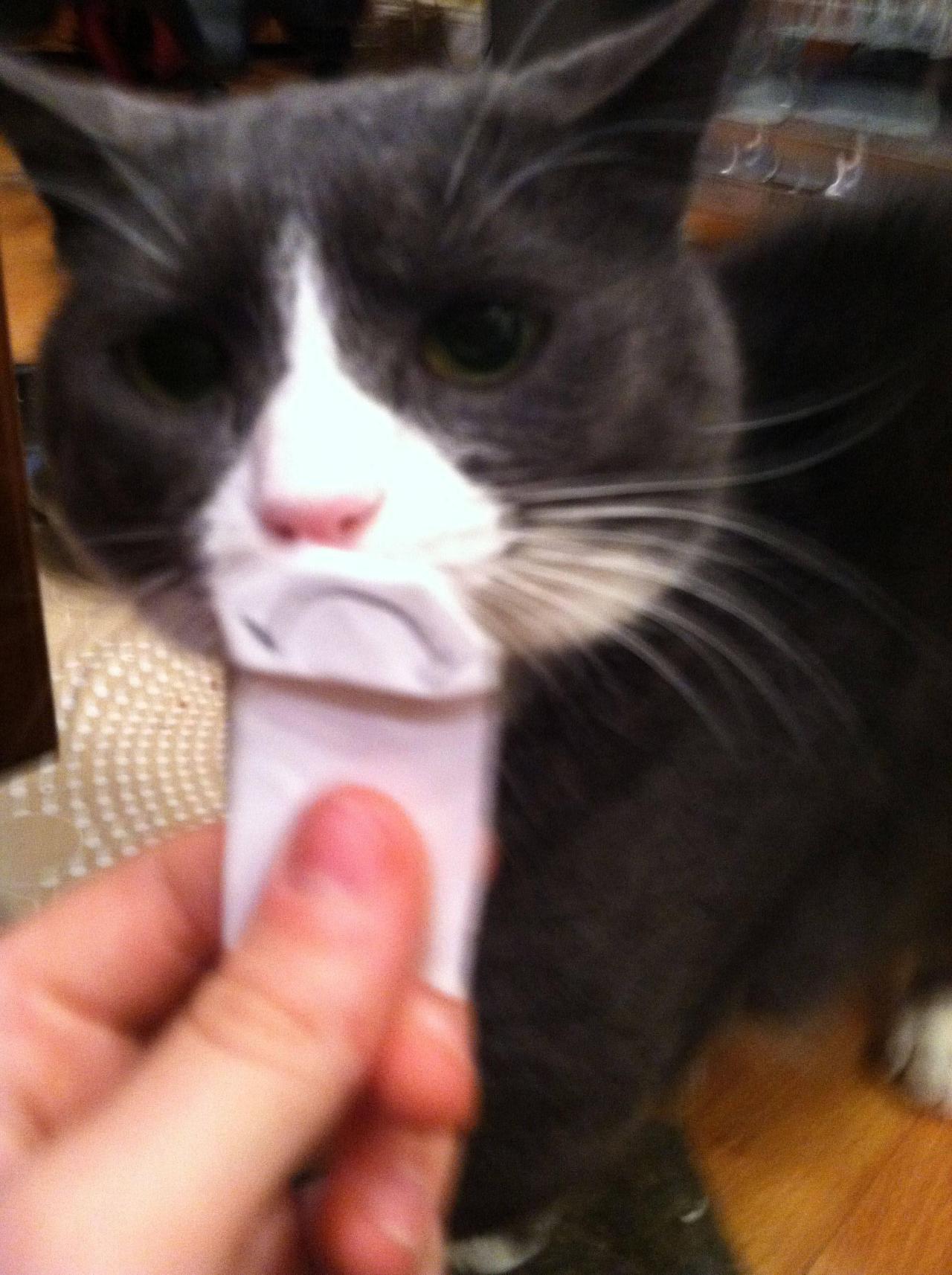 catsaww:  My brother sent me a picture of my cat from home