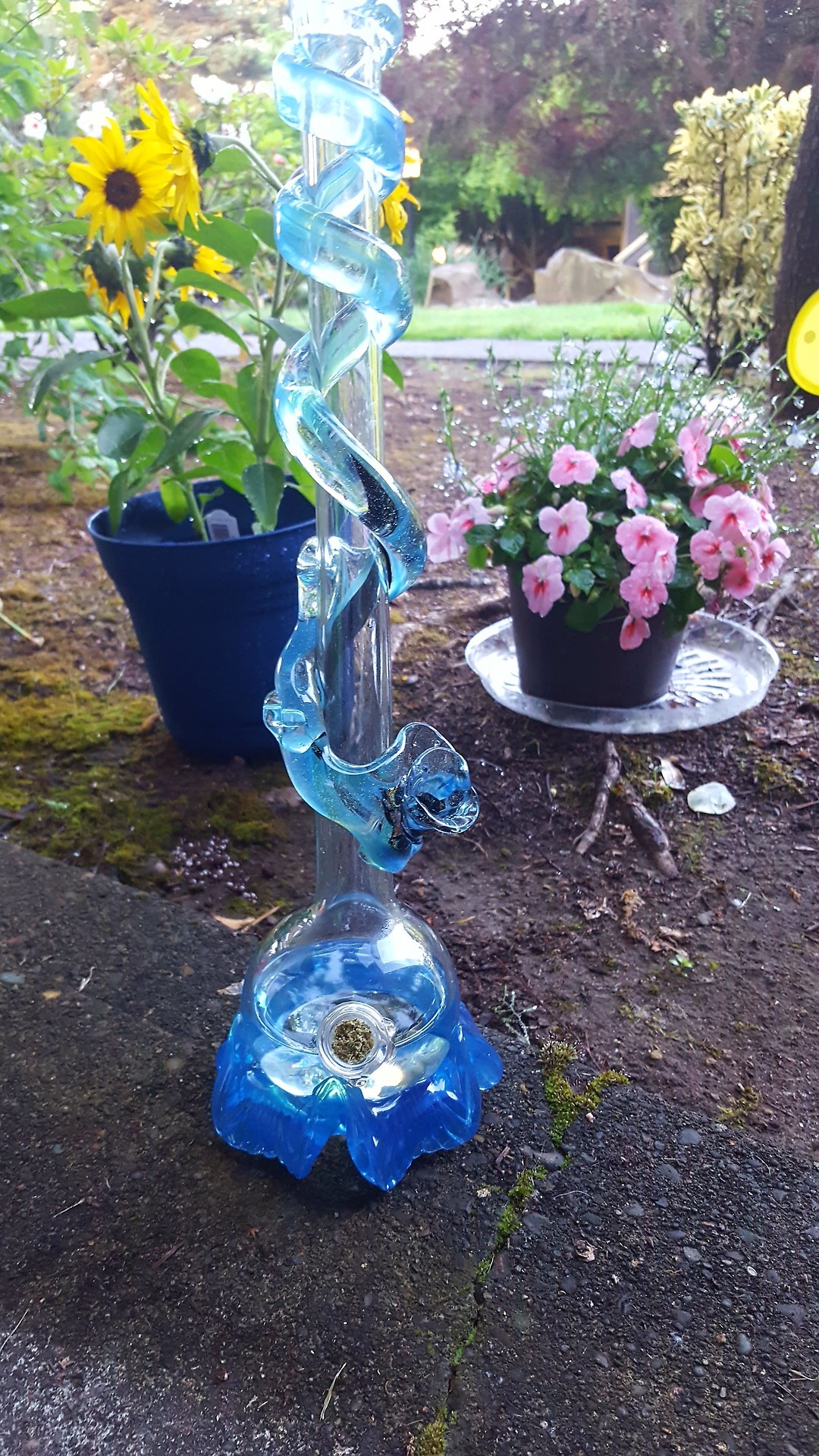 stoned-adventurer: Bubbles got a bath last night and a fresh new start this morning